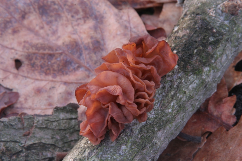 Tremella da determinare fotog.il 30.11.2010.